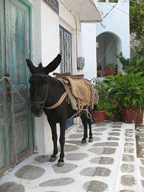 Donkey, Greek Island
